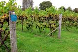 NUTBOURNE VINEYARDS