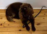 ONE OF TWO DOGS WORKING AT GLENFIDDICH TRAINED TO DETECT ODD ODORS IN BARRELS BEFORE THEY ARE FILLED