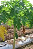 VISIT TO AN AGRICULTURAL VILLAGE