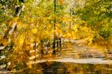 YellowFoilageBikeTrail-9420.jpg