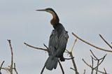 African Darter