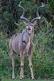 Greater Kudu