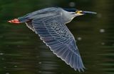 Striated Heron