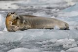 Bearded Seal
