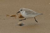 Sanderling
