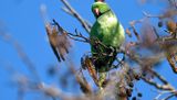 Parakeet - Ring-Necked
