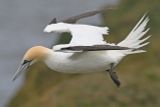 Gannet