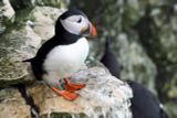 Puffin