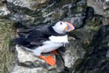 Puffin