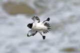 Razorbill