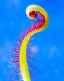 Sundew
