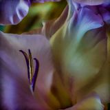 Gladiolus Macro
