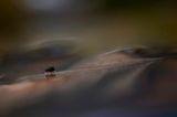 Springstaartje - springtail- Collembola