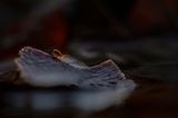 Springstaartje - springtail- Collembola