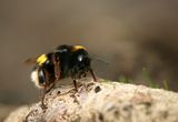 Aardhommel- Bombus terrestris