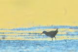 Water Rail - Rallus aquaticus