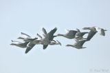 Greylag Goose - Anser anser