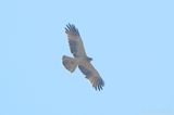 Booted Eagle - Hieraaetus pennatus