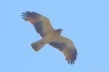 Booted Eagle - Hieraaetus pennatus