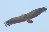 Griffon Vulture - Gyps fulvus