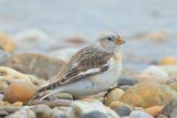 Snow Bunting - Plectrophenax nivalis