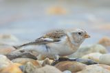 Snow Bunting - Plectrophenax nivalis