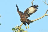 Common Buzzard - Buteo buteo