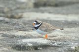 Common Ringed Plover - Charadrius hiaticula