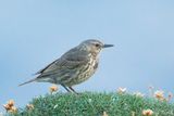 European Rock Pipit - Anthus petrosus