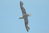 Northern Fulmar - Fulmarus glacialis