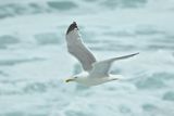 European Herring Gull - Larus argentatus argenteus