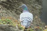 Rock Dove - Columba livia