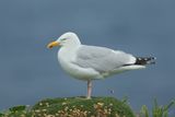 European Herring Gull - Larus argentatus argenteus