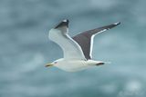 Lesser Black-backed Gull - Larus fuscus graellsii