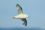 Northern Fulmar - Fulmarus glacialis