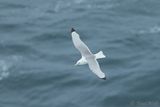 Black-legged Kittiwake - Rissa tridactyla