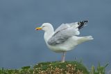 European Herring Gull - Larus argentatus argenteus