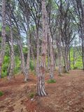 Coastal path walk from Tossa to Cala Pola