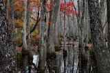 Cypress Swamp - Natchez Trace