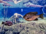 The Mississippi Aquarium