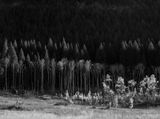 Fall Aspen at Red Rock Lakes, Montana