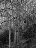 Ethereal Aspen