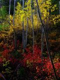 IMG_0311.jpeg