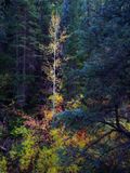 Burst of Color