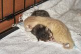 Looks like it will only be 2 kittens, inside.        IMG_0899.jpg