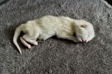 Poor kitten born on April 20th, died on April 24th. Dont know why.   IMG_0905.jpg
