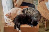 Buddies! Sylvester, Ling, and TicTok       IMG_1382.jpg