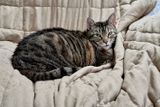 Ling resting.        IMG_1677.jpg