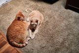 Morris and Sylvester        IMG_1921.jpg