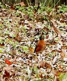 Lots of these birds hopping around in the back yard. Digging up worms?            IMG_3424.jpg